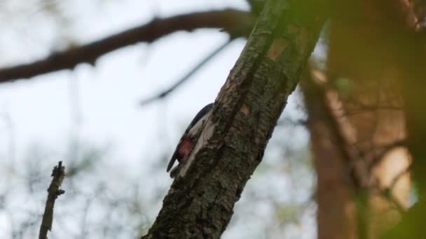 Gran pájaro carpintero manchado, Dendrocopos major, golpea la corteza de un árbol, extrayendo insectos edables. Aves en bosque otoñal . — Vídeo de stock