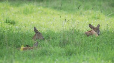 Fallow geyiği çimenlerde yatıyor ve bir şeyler çiğniyor. Dama dama, geviş getiren memeli.,