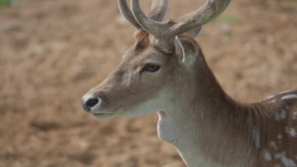 Gros plan portrait de daims. Dama dama, mammifère ruminant , — Video