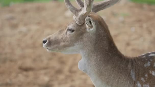 小鹿的近照。 Dama dama，反刍动物, — 图库视频影像