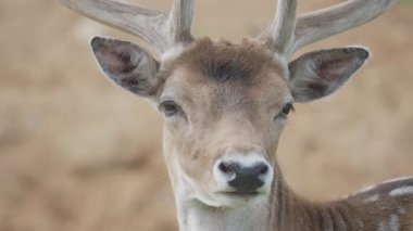 Fallow geyiğinin yakın portresi. Dama dama, geviş getiren memeli.,