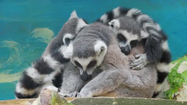 Grupa śpiących lemurów, Lemur catta, duża strepsirrhine naczelnych. — Wideo stockowe