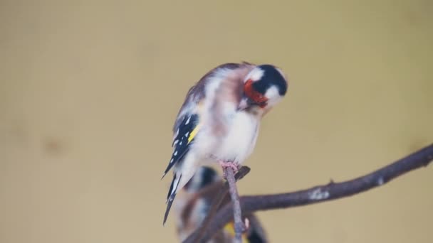 Zlatá pěnkava nebo pěnkava, Carduelis carduelis. Ptáček malý. — Stock video