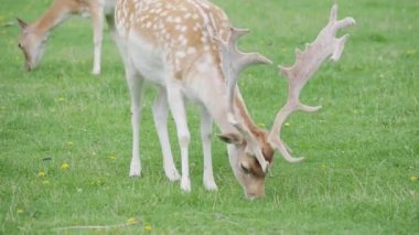 Sika geyiği, Cervus nippon benekli geyik ya da Japon geyiği olarak da bilinir. Ruminant memeli tarlada otluyor..