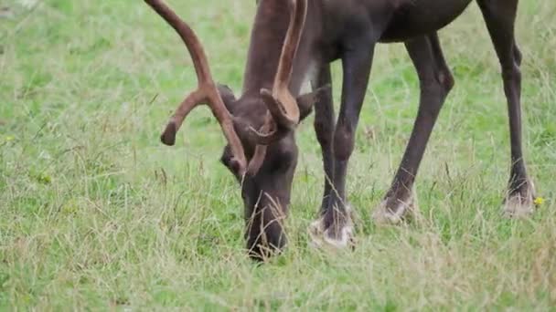 Betande renar, Rangifer tarandus, även känd som karibou. — Stockvideo