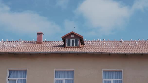 Seagulls are sitting on red tiled roof. Sunny day in seaside town. — Stock Video