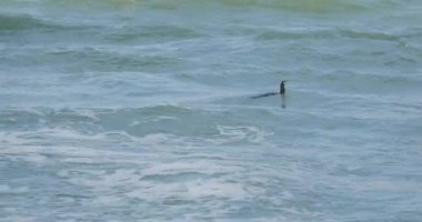 Phalacrocorax kuşu Baltık denizinde balık tutuyor. Zelenogradsk, Kaliningrad bölgesi, Rusya.