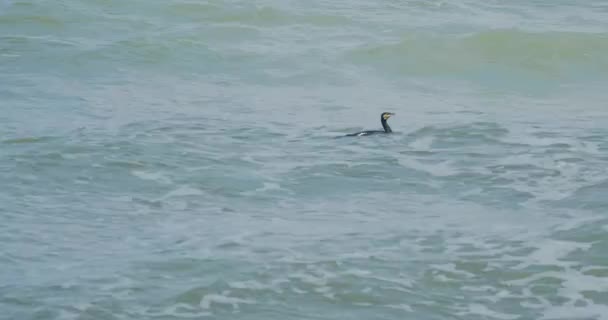 Птица Phalacrocorax рыбачит в Балтийском море. Зеленоград, Калининградская область, Россия . — стоковое видео