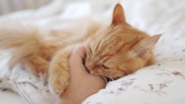 Yatakta yatan sevimli kızıl kedi. Adam tüylü hayvanını okşuyor. Sıcak evde sabah yatma vakti..