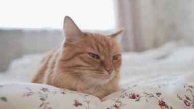Yatakta yatan sevimli zencefil kedi. Rahat evde sabah yatmadan. Battaniye üzerinde kabarık Pet Dozer.