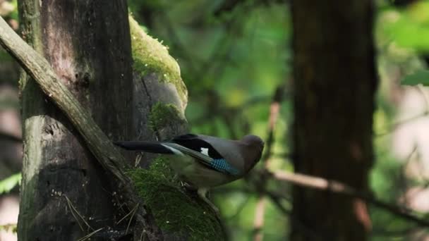 Jay vuela de rama en rama Verano en el bosque . — Vídeos de Stock