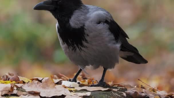 Crow tiene una pata sobre la corteza del pan y está mordisqueando las piezas . — Vídeos de Stock