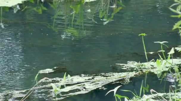 Água corrente na lagoa. Verão fundo natural . — Vídeo de Stock