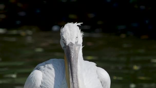 Nahaufnahme Porträt eines Pelikans, Pelecanus crispus, der in die Kamera starrt. großer Süßwasservogel. Zeitlupe. — Stockvideo