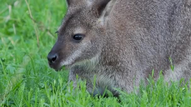 Bennett le kangourou mange de l'herbe. Dendrolagus bennettianus broutant dans la prairie. Mouvement lent . — Video