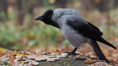 Karganın ekmek kabuğunun üzerinde pençesi var ve parçaları kemiriyor..