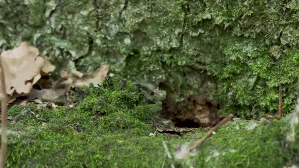 Mossy kő az erdőben. makró fotó kő fa. — Stock videók
