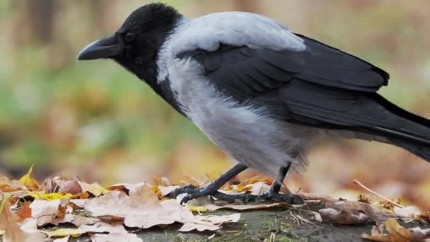 Crow has a paw over the bread crust and is nibbling at the pieces. — Stockvideo