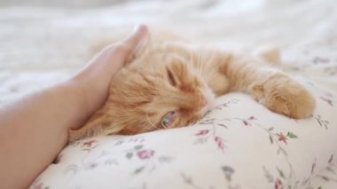 Yatakta yatan sevimli kızıl kedi. Adam tüylü hayvanını okşuyor. Sıcak evde sabah yatma vakti..