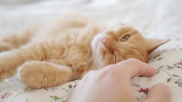 Aranyos vörös macska fekszik az ágyban. Az ember simogatja a bolyhos háziállatát. Reggeli lefekvés a kényelmes otthonban. — Stock videók