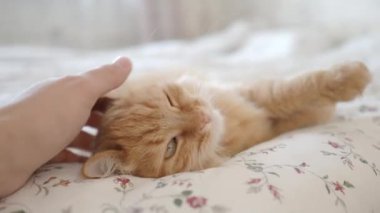 Yatakta yatan sevimli kızıl kedi. Adam tüylü hayvanını okşuyor. Sıcak evde sabah yatma vakti..