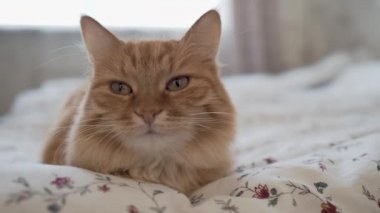 Yatakta yatan sevimli zencefil kedi. Rahat evde sabah yatmadan. Battaniye üzerinde kabarık Pet Dozer.