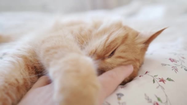 Süße Ingwerkatze im Bett liegend. Mann streichelt sein flauschiges Haustier. Morgenschlaf im gemütlichen Zuhause. — Stockvideo