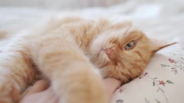 Милий імбирний кіт лежить у ліжку. Чоловік погладжує свого пухнастого улюбленця. Ранкове ліжко в затишному будинку . — стокове відео