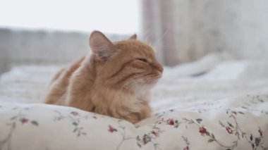 Yatakta yatan sevimli zencefil kedi. Rahat evde sabah yatmadan. Battaniye üzerinde kabarık Pet Dozer.