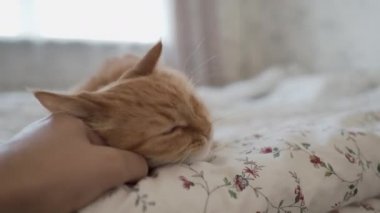 Yatakta yatan sevimli kızıl kedi. Adam tüylü hayvanını okşuyor. Sıcak evde sabah yatma vakti..