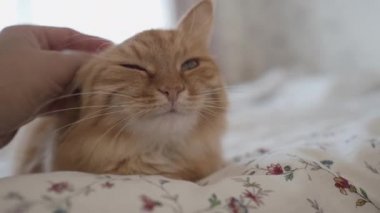 Yatakta yatan sevimli kızıl kedi. Adam tüylü hayvanını okşuyor. Sıcak evde sabah yatma vakti..