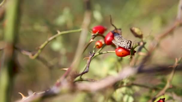 Heuschrecke auf roten Beeren. Demerji-Gebirge, Krim. — Stockvideo