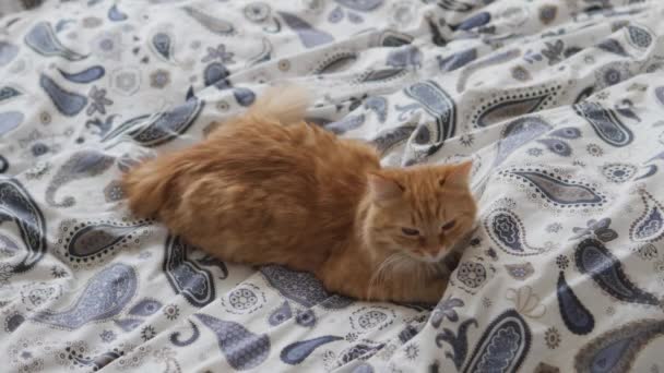 Pisica drăguță de ghimbir doarme în pat. Animalul pufos s-a așezat confortabil pe pătură. Casă confortabilă . — Videoclip de stoc
