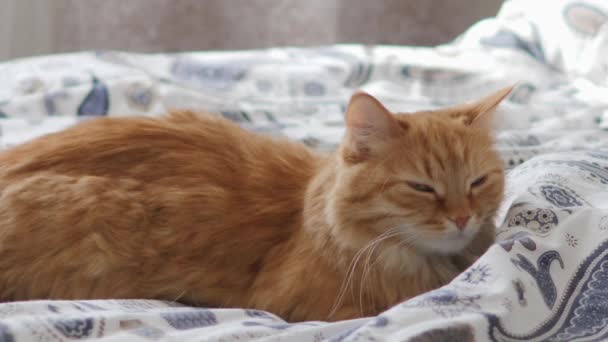 Gato de gengibre bonito dorme na cama. Animal de estimação fofo confortavelmente resolvido em cobertor. Casa aconchegante . — Vídeo de Stock