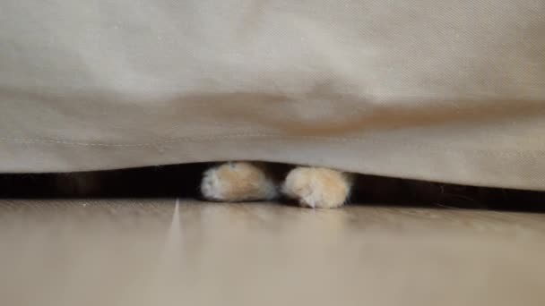 Милий імбирний кіт грає з натуральною мотузкою. Пухнаста тварина лежить під диваном і ловить нитку лапкою. Грайлива тварина . — стокове відео
