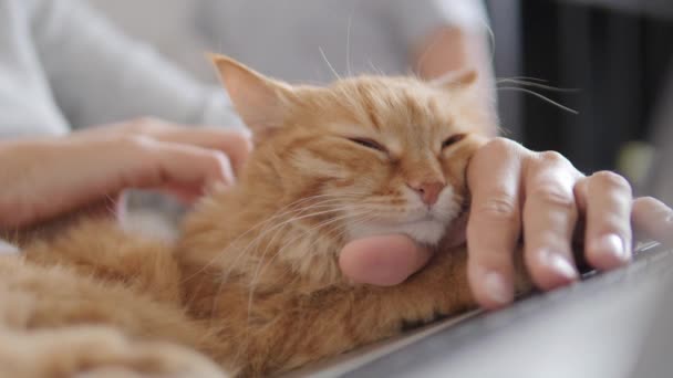 Vrouw in grijs huis kleding afstandsbediening werkt met laptop en schattige gember kat op haar knieën. Coronavirus afgesloten. Quarantaine vanwege COVID-19. — Stockvideo