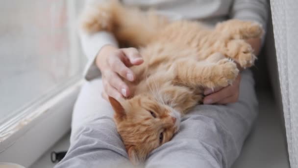 Mujer está acariciando lindo jengibre gato en alféizar de la ventana. Mascotas esponjosas ronroneando de placer. Acogedora casa . — Vídeos de Stock