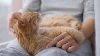 Kadın pencere pervazında kızıl kediyi okşuyor. Tüylü hayvan zevkle mırıldanıyor. Konforlu ev.