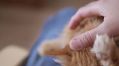 Adam sevimli kızıl kediyi okşuyor. Tüylü evcil hayvanlar zevkle mırıldanır. Konforlu ev.