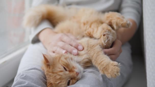 Frau streichelt süße Ingwerkatze auf Fensterbank. Flauschiges Haustier schnurrt vor Vergnügen. Gemütliches Zuhause. — Stockvideo