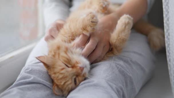 Mujer está acariciando lindo jengibre gato en alféizar de la ventana. Mascotas esponjosas ronroneando de placer. Acogedora casa . — Vídeos de Stock