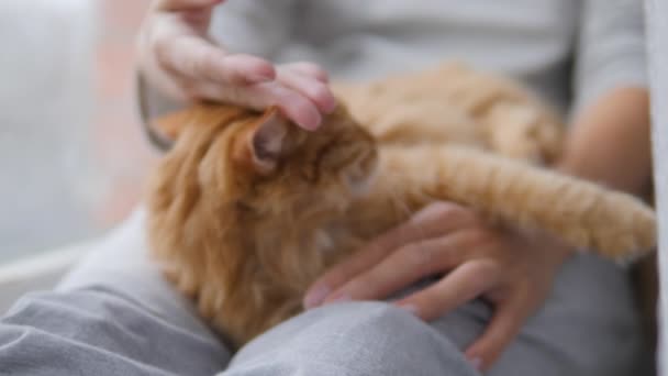 Μια γυναίκα χαϊδεύει μια γλυκιά κοκκινομάλλα γάτα στο περβάζι. Χνουδωτό κατοικίδιο γουργουρίζει με ευχαρίστηση. Άνετο σπίτι.. — Αρχείο Βίντεο