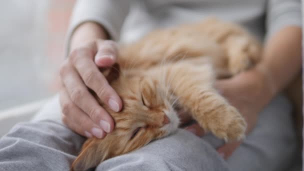 Vrouw streelt schattige gember kat op vensterbank. Fluffy huisdier spinnen met plezier. Gezellig thuis. — Stockvideo