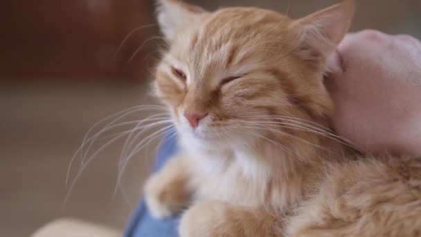 Man strokes cute ginger cat. Fluffy pet purrs with pleasure. Cozy home. — Stock Video