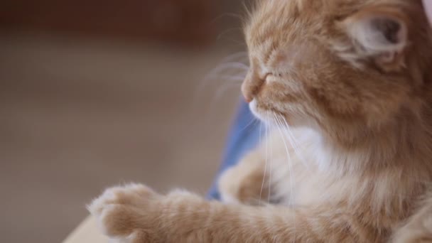 Mannen smeker söt ingefära katt. Fluffiga sällskapsdjur spinner av glädje. Mysigt hem. — Stockvideo