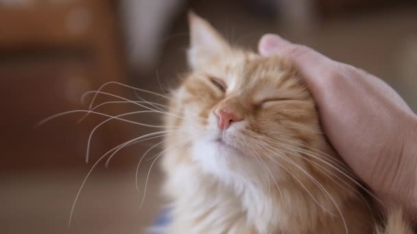 Homem acaricia gato de gengibre bonito. Fluffy pet ronrona com prazer. Casa aconchegante . — Vídeo de Stock