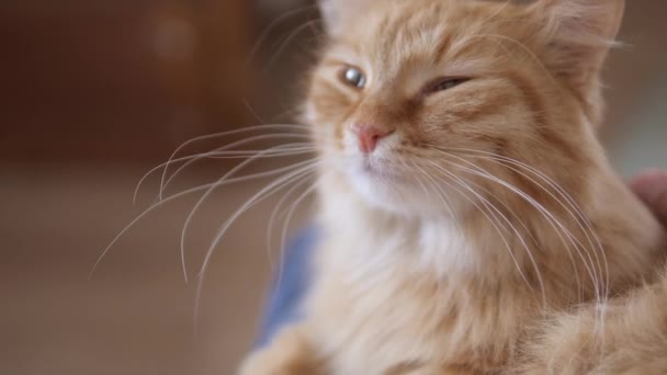 Homem acaricia gato de gengibre bonito. Fluffy pet ronrona com prazer. Casa aconchegante . — Vídeo de Stock