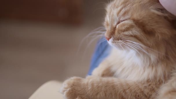 Hombre golpes lindo jengibre gato. Fluffy mascota ronronea de placer. Acogedora casa . — Vídeos de Stock