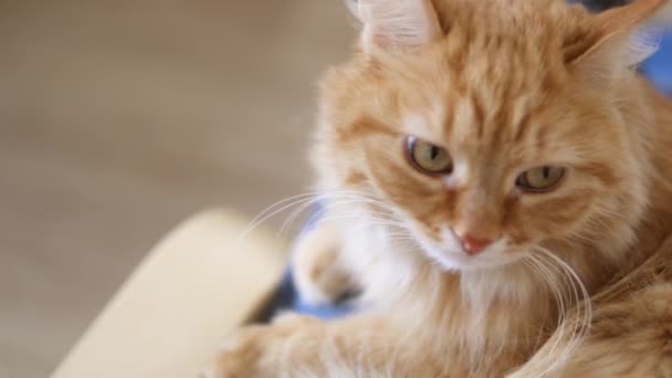 Homem acaricia gato de gengibre bonito. Fluffy pet ronrona com prazer. Casa aconchegante . — Vídeo de Stock