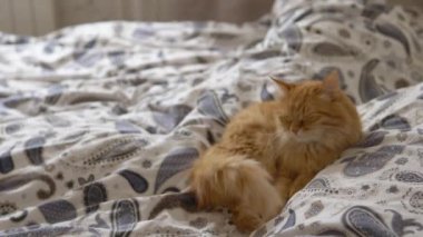 Tatlı kızıl kedi yatakta uyuyor. Yumuşak evcil hayvan battaniyeye rahatça yerleşti. Konforlu ev.